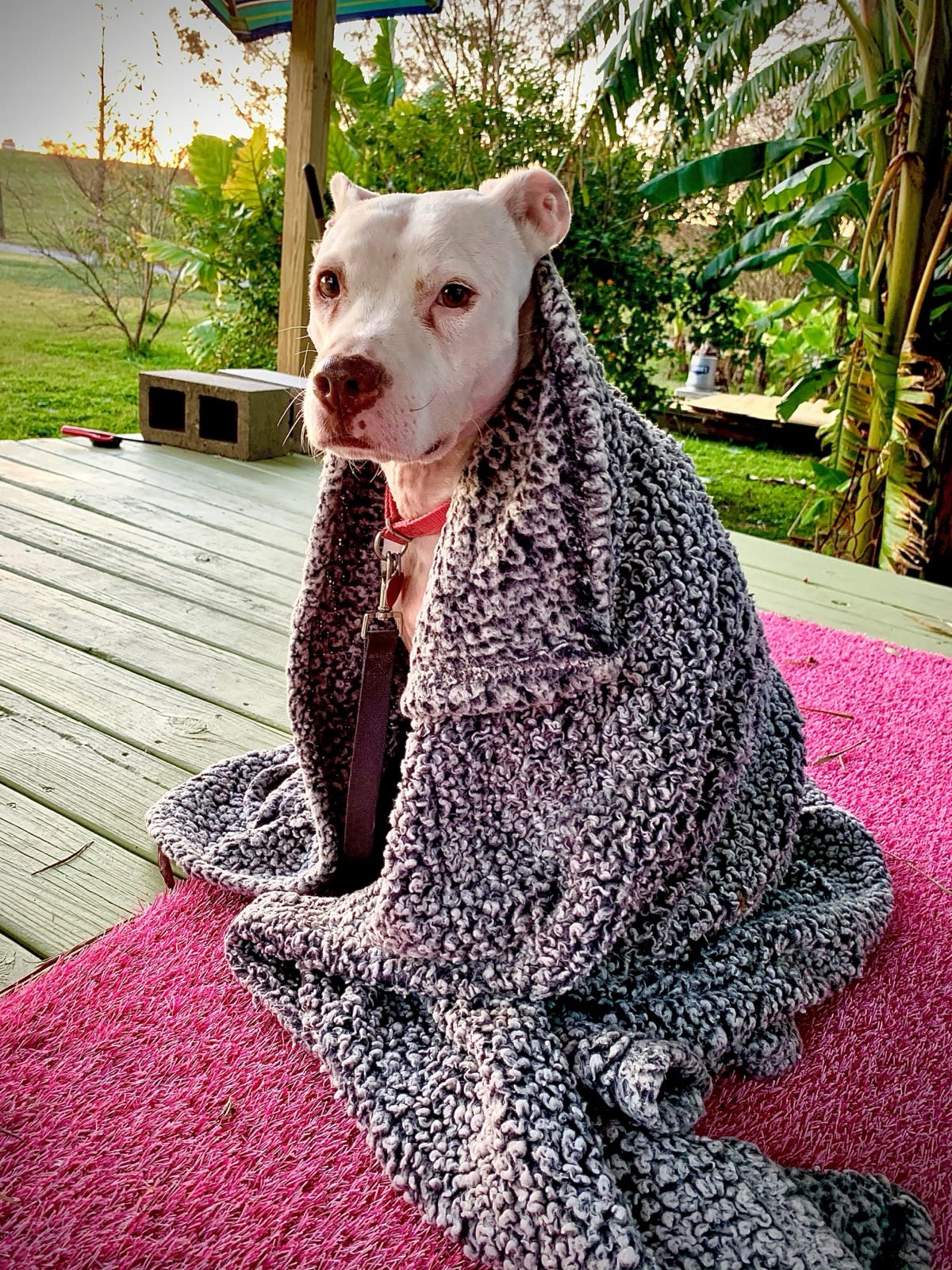 Gina's dog Daisy under a fleece blanket Gina's dog Daisy under a fleece blanket