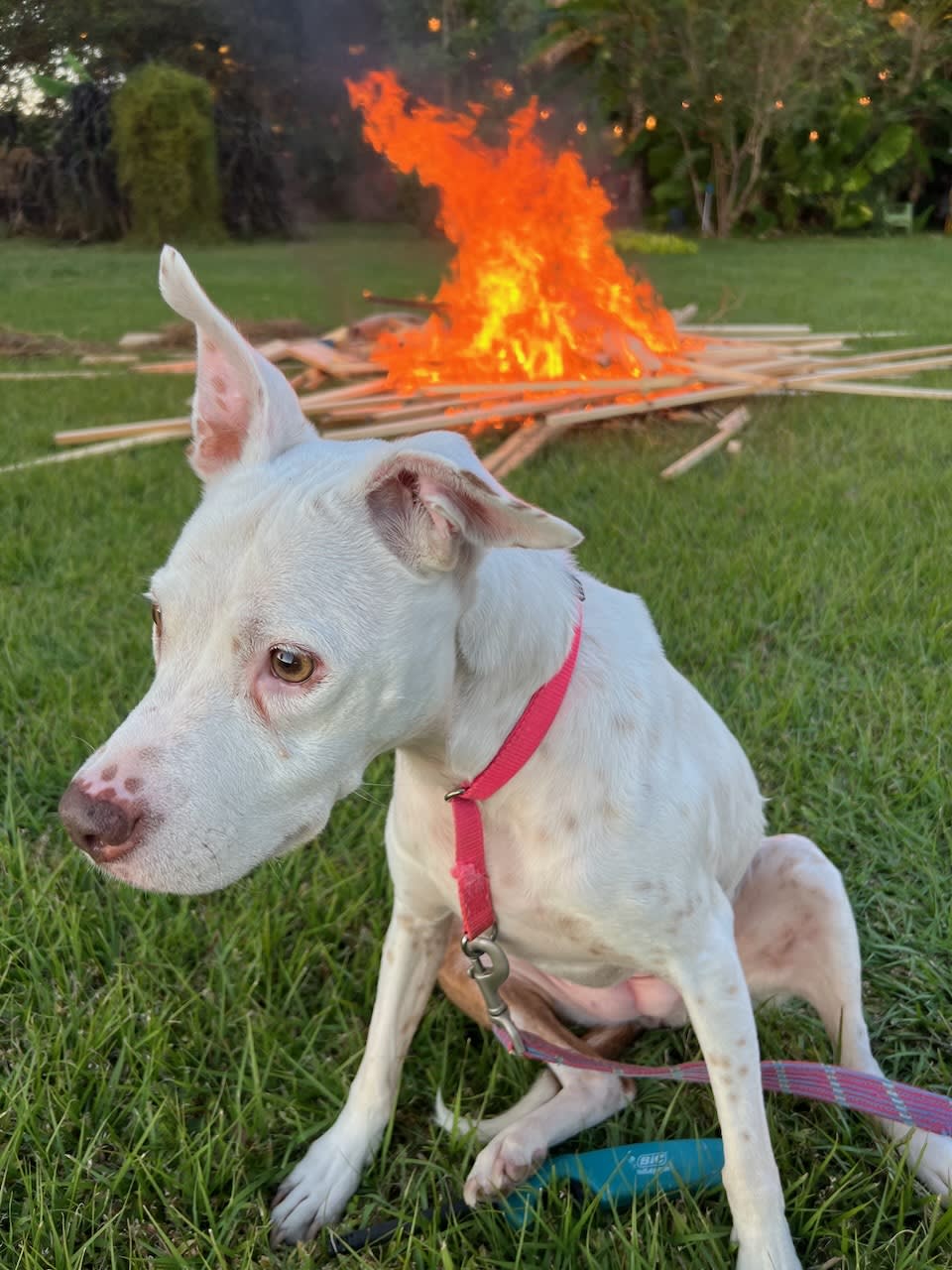Daisy, a white dog, sitting near a bonfire.