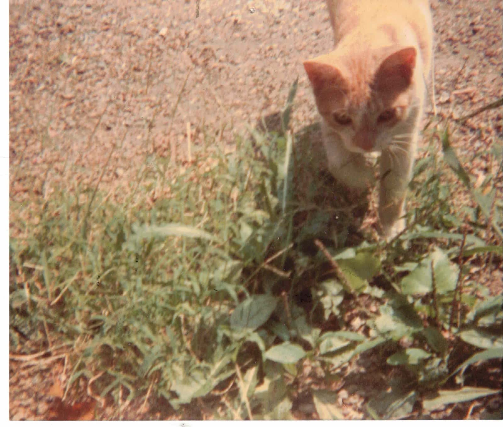 Jack the Cat in the yard Jack the Cat in the yard