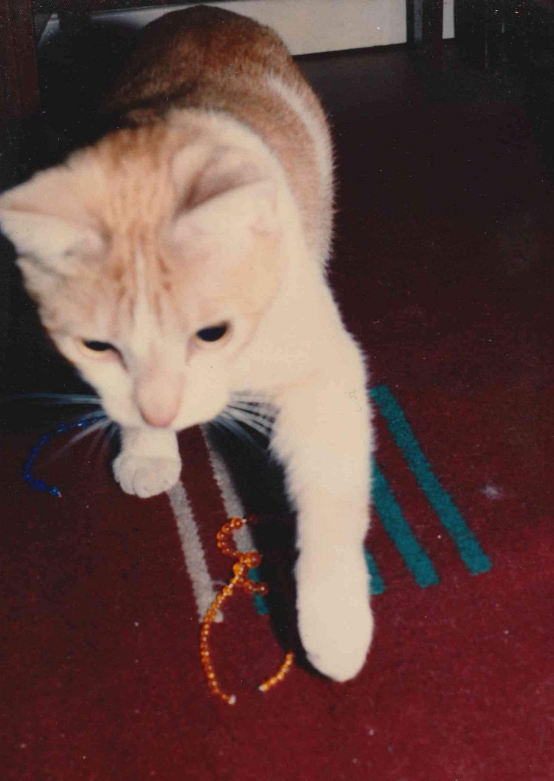 Jack the Cat with Mardi Gras beads Jack the Cat with Mardi Gras beads