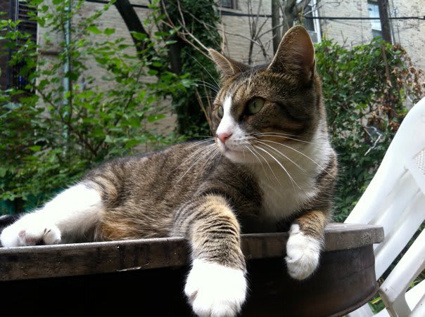 Sally on the yard table at 181 Irving Avenue Sally on the yard table at 181 Irving Avenue