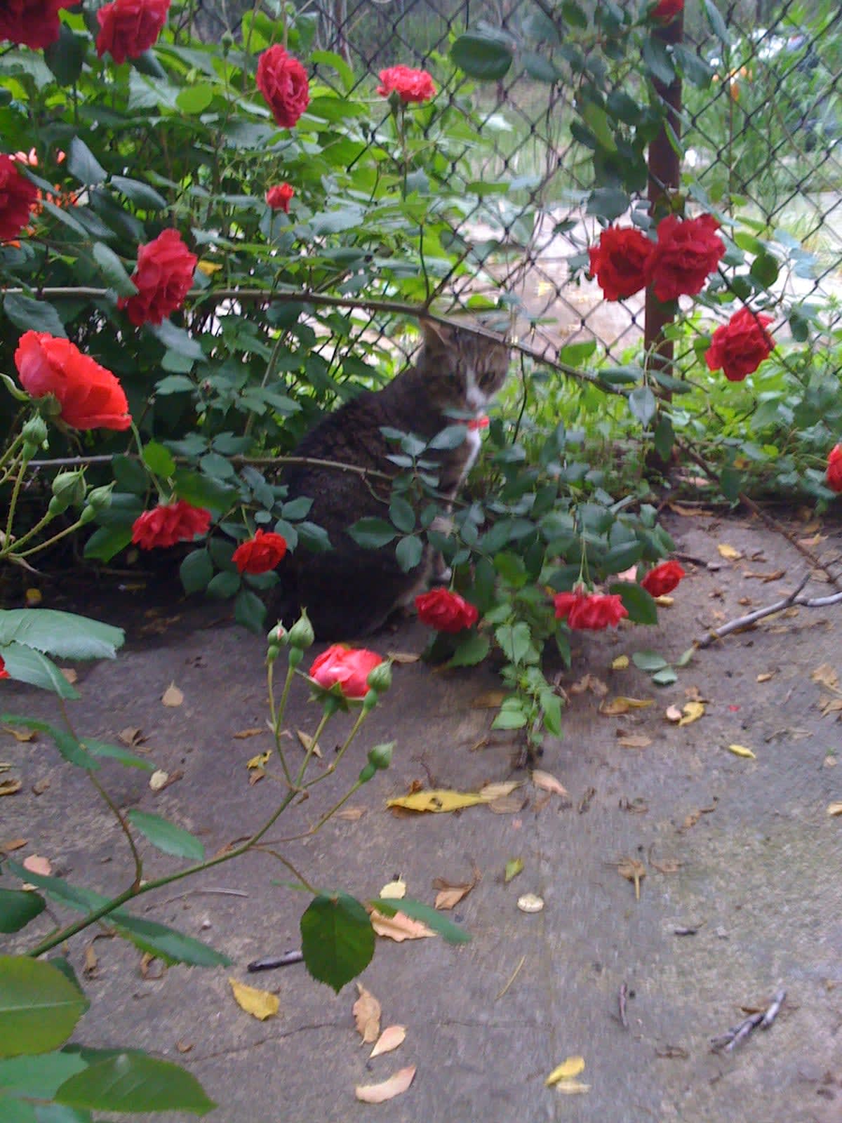 Sally sitting in the roses. 181 Irving Avenue.