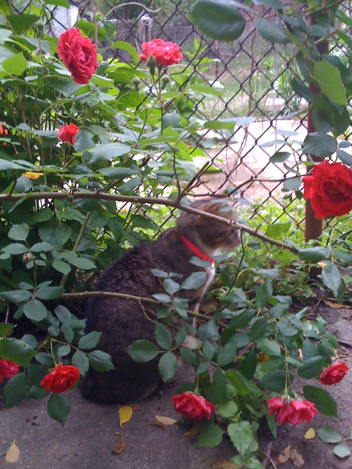 Sally sitting in the roses. 181 Irving Avenue.