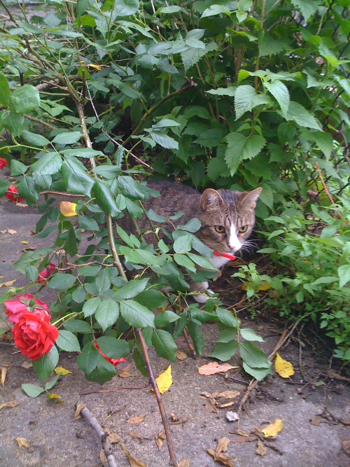 Sally sitting in the roses. 181 Irving Avenue.