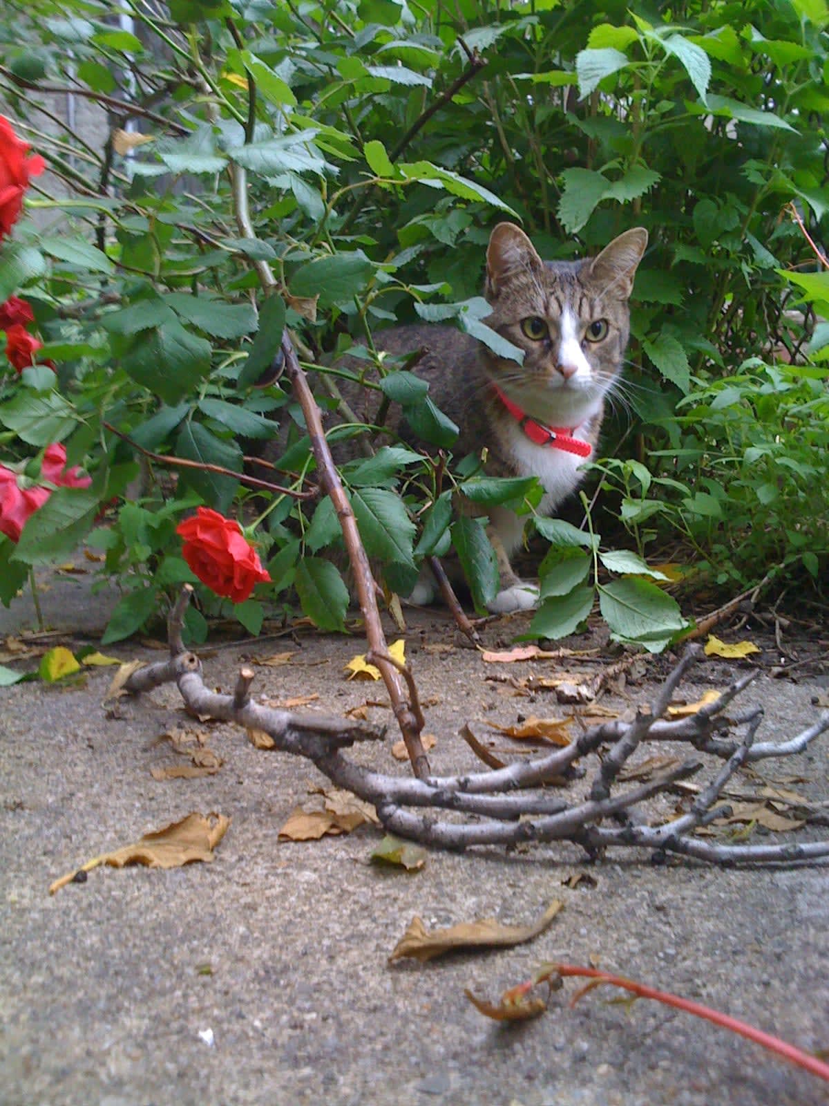 Sally sitting in the roses. 181 Irving Avenue.