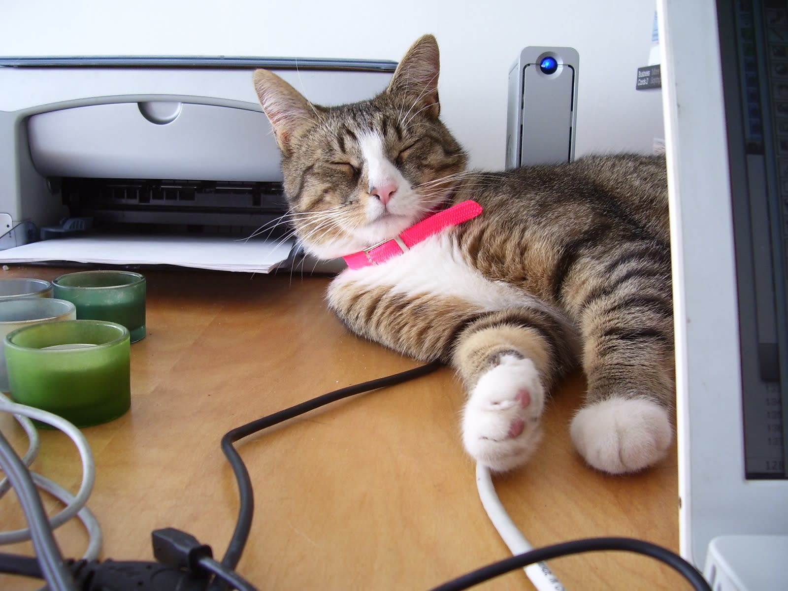 Sally got a new collar.