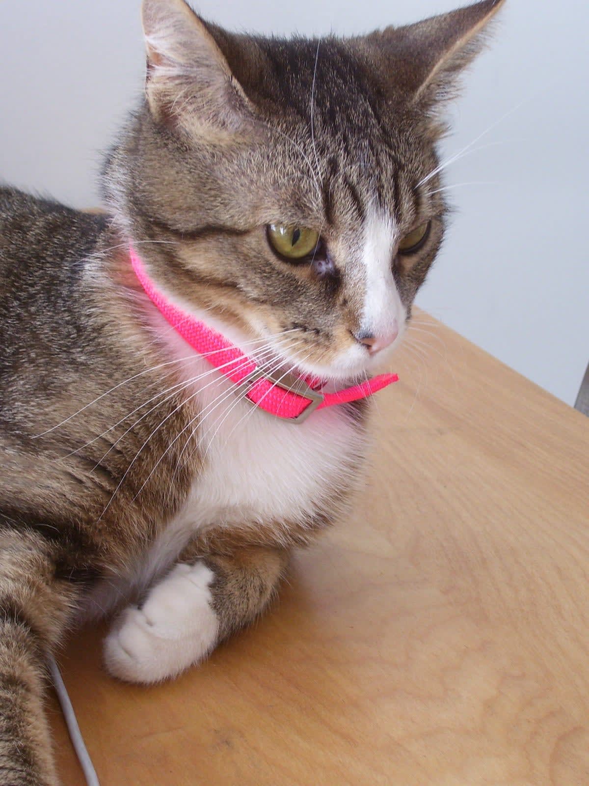 Sally got a new collar.