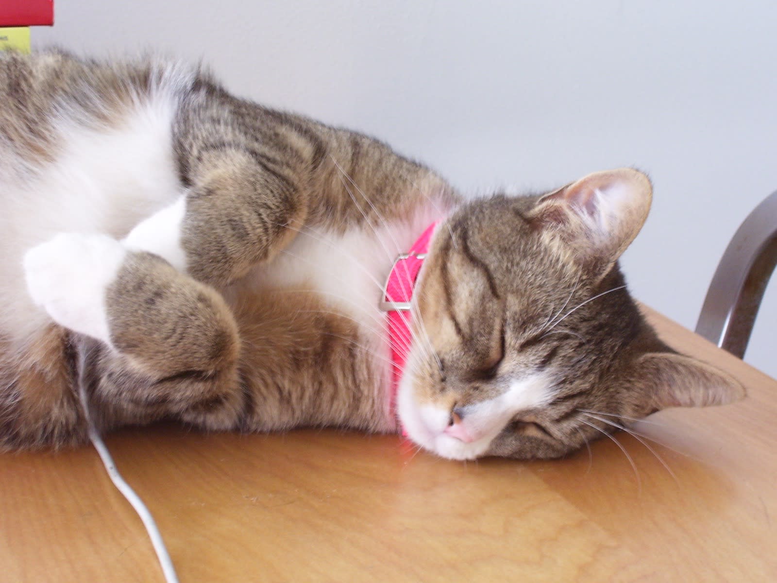 Sally got a new collar.