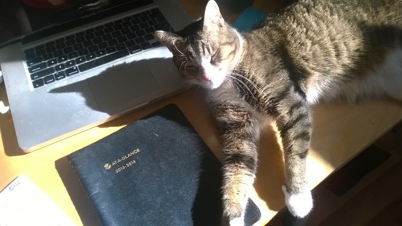 Sally the cat on a sunny desk in Austin, Texas Sally the cat on a sunny desk in Austin, Texas