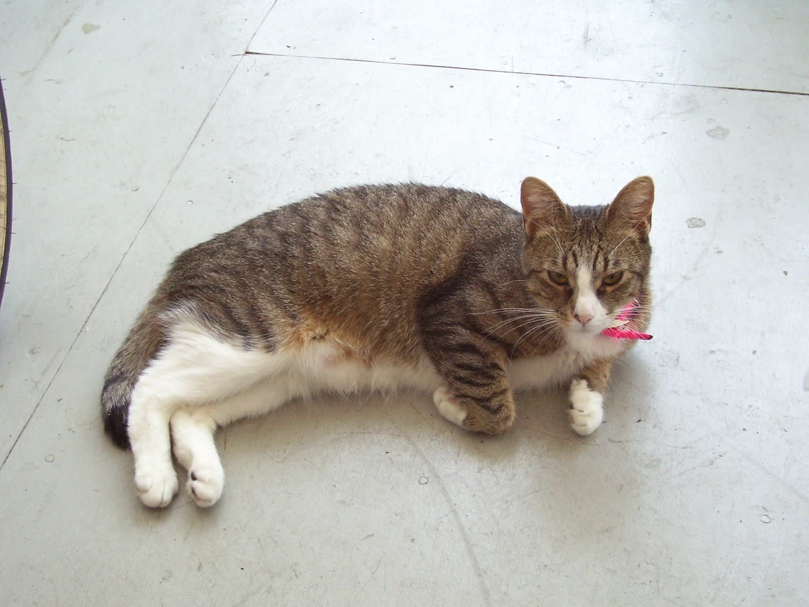 Sally was a good cat.