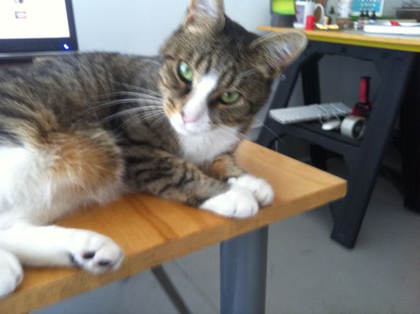 David Rhoden's cat Sally looking sassy, Irving Avenue, Bushwick Brooklyn, NYC, July 11, 2011.