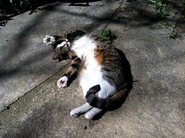Sally stretching in the backyard Sally stretching in the backyard