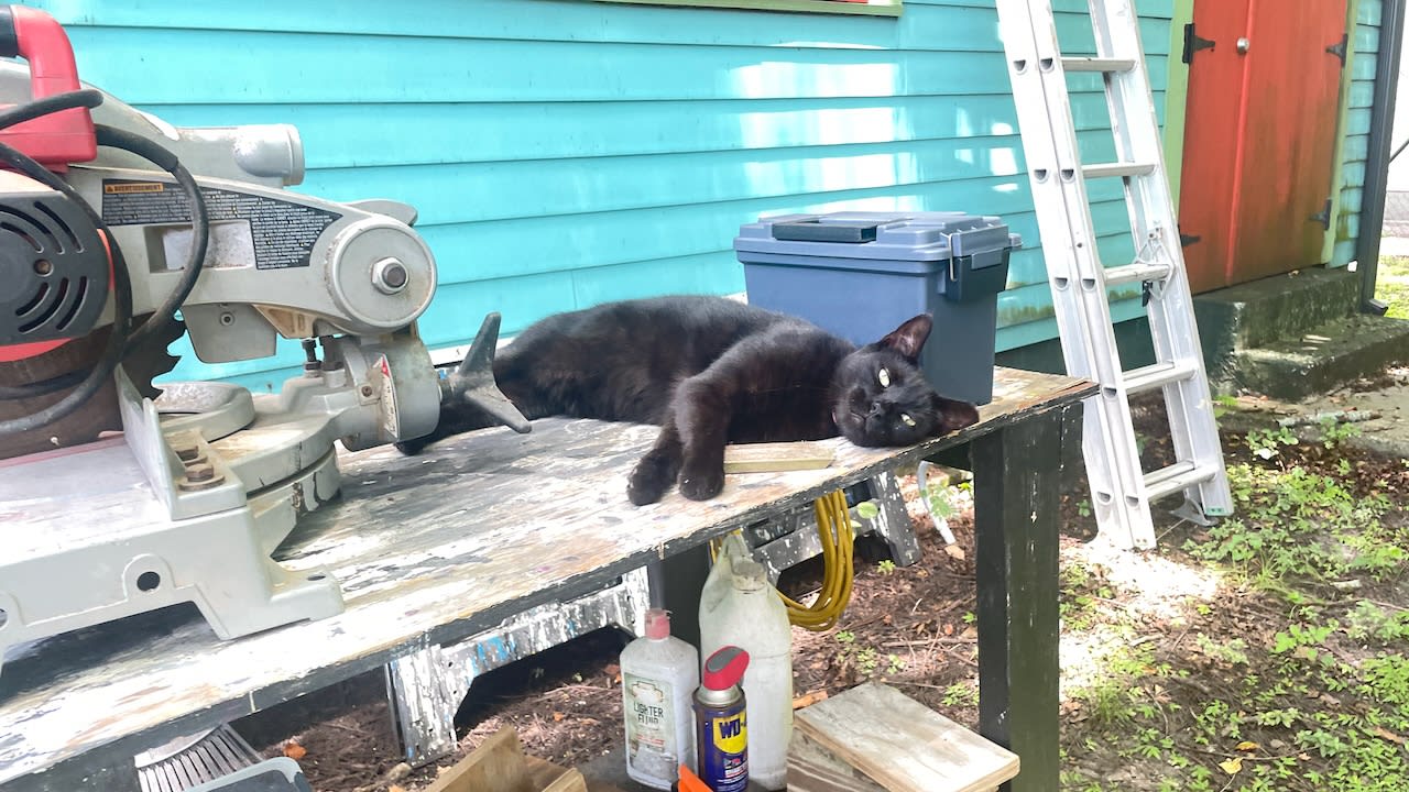 Shadow the cat with my new used chop saw.