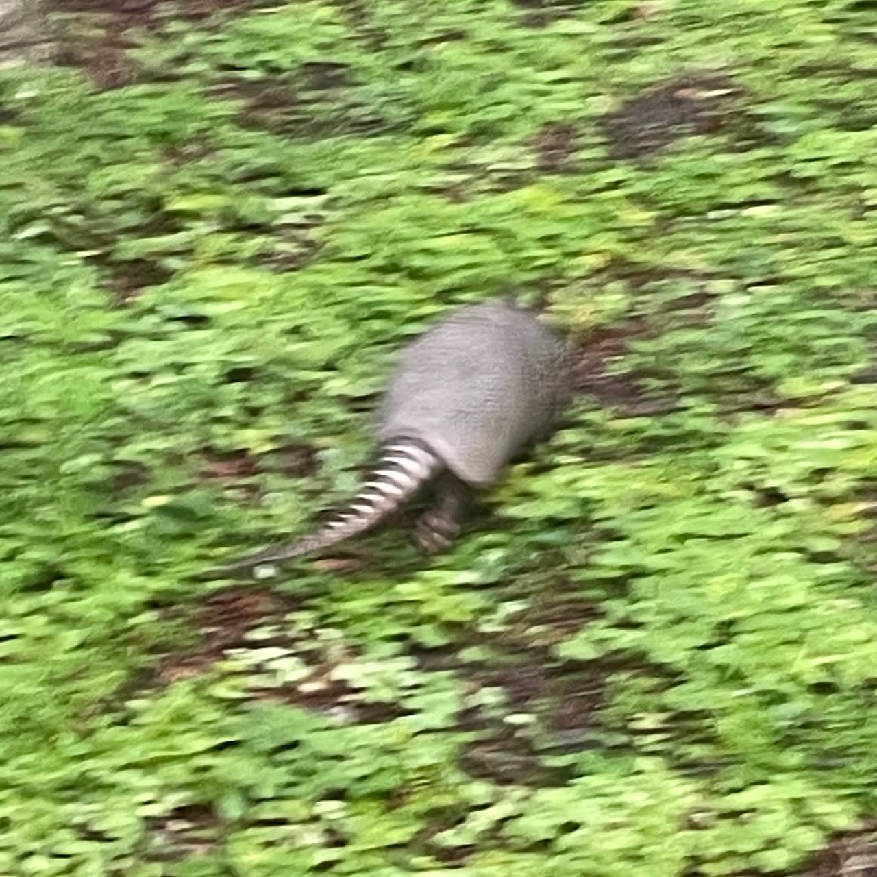 armadillo in the yard