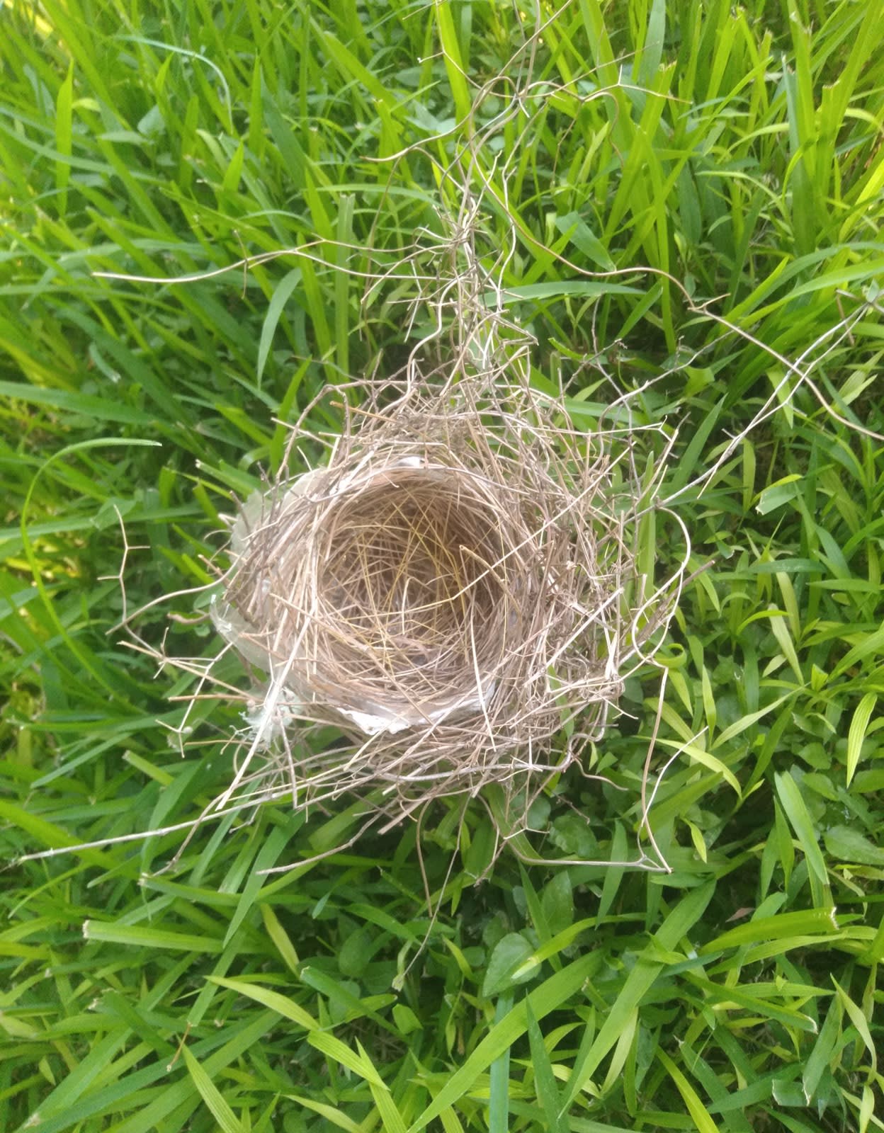 I found a bird’s nest partly made of tape.