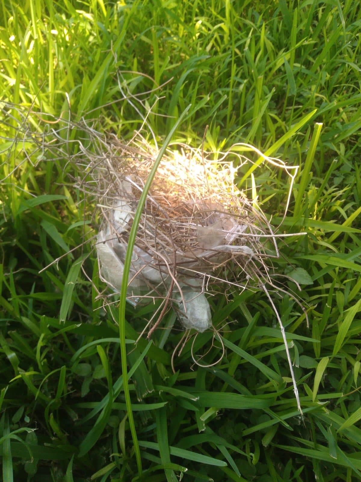 birds nest made partly of tape