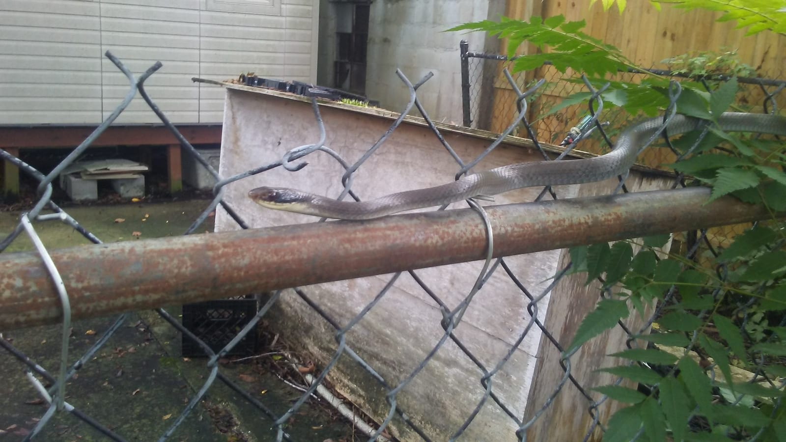 black racer snake on cyclone fence black racer snake on cyclone fence