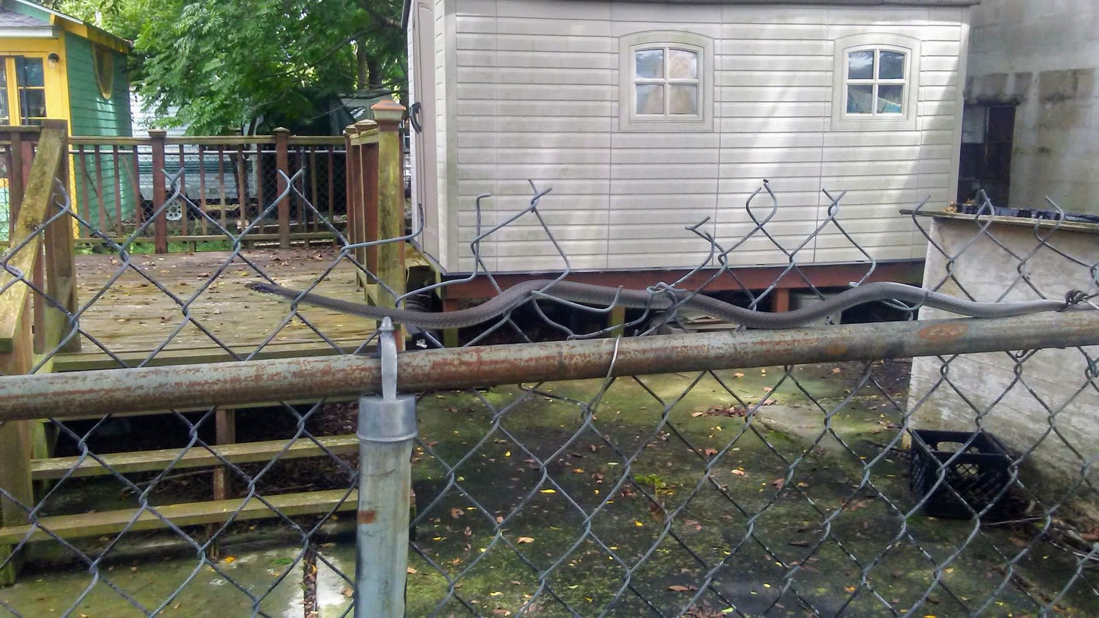 black racer snake on cyclone fence black racer snake on cyclone fence