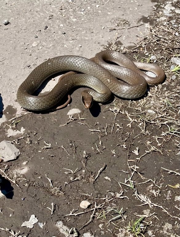 A snake made itself comfortable in front of the house.