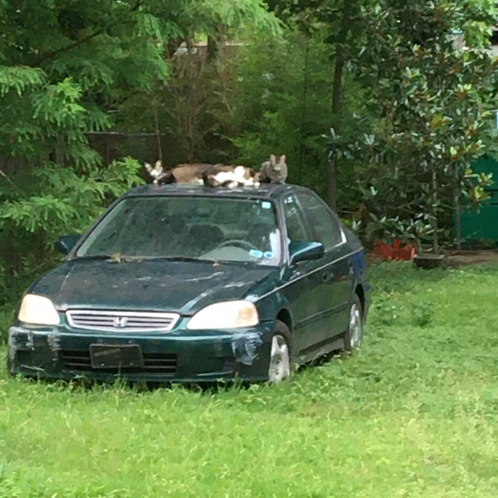 Cats on a car on Douglass Street, Lower Ninth Ward.