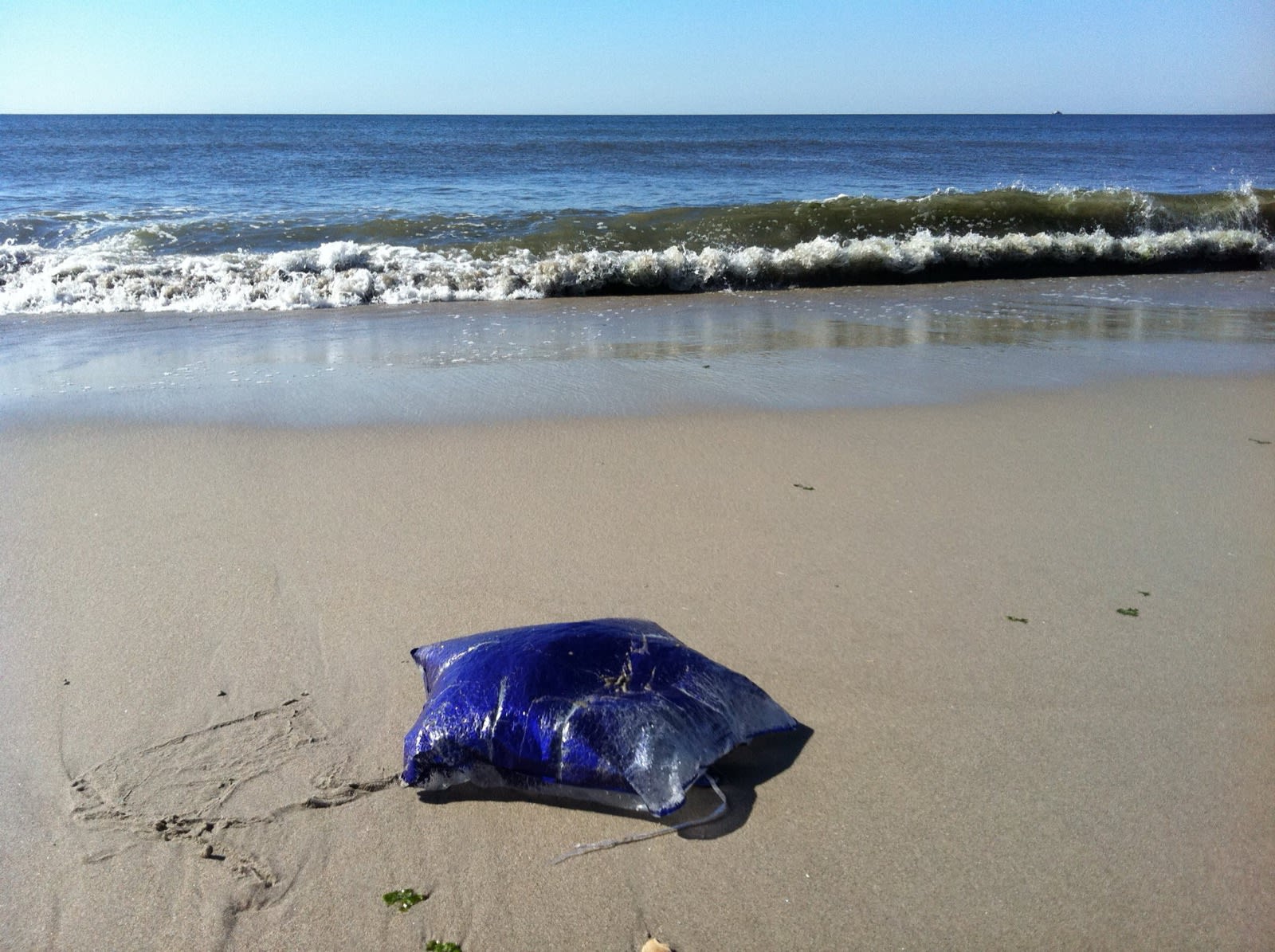 deadly jellyfish on rockaway beach (actually deflated mylar balloon) deadly jellyfish on rockaway beach (actually deflated mylar balloon)
