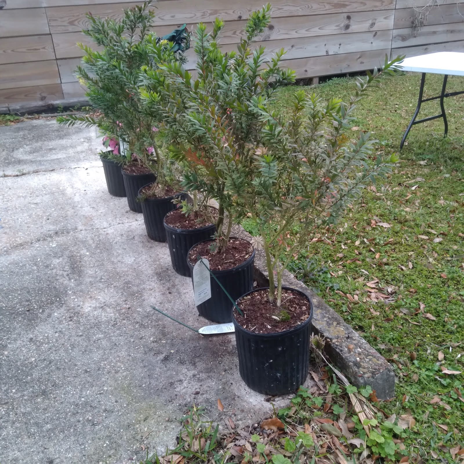 I got some dwarf bottlebrush shrubs for Gina.