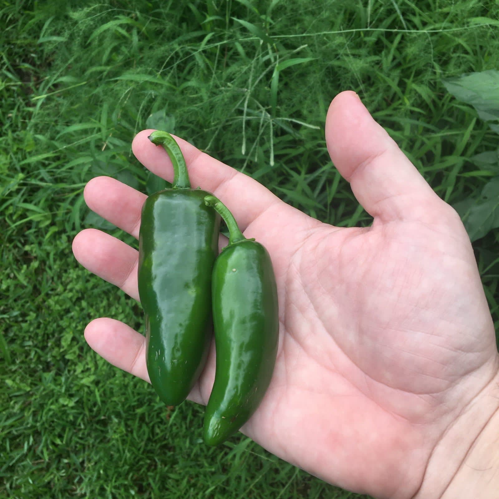 Jalapeños I grew on Tricou Street in New Orleans. Photo by David Rhoden.