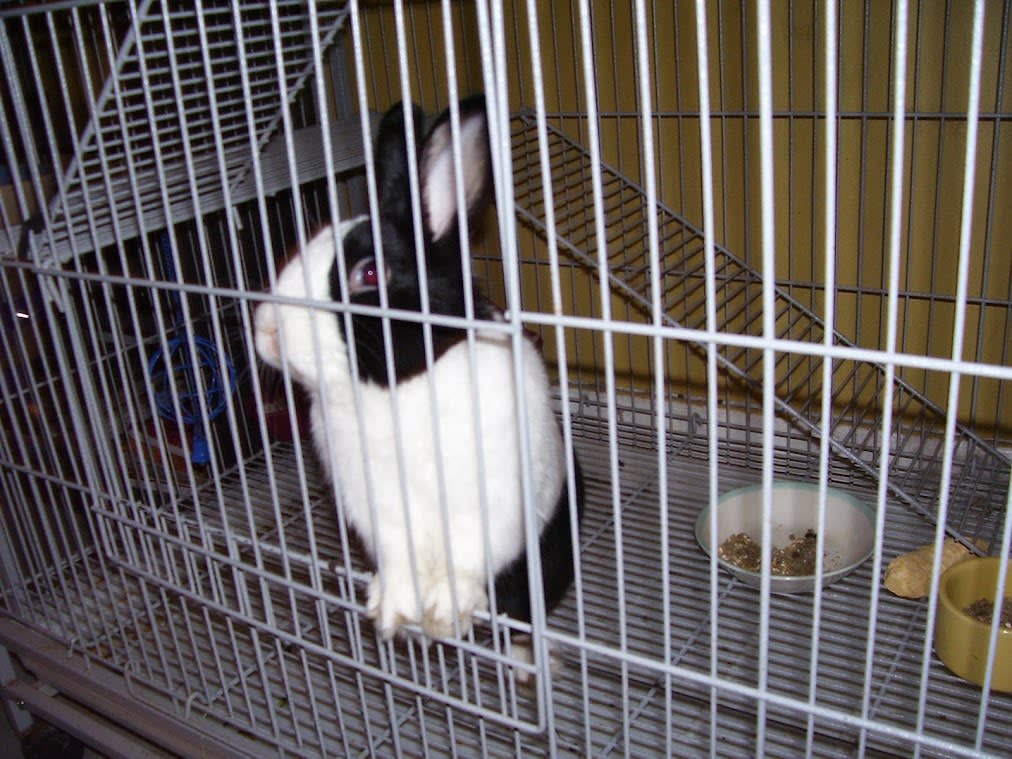 Spent Christmas morning with Miles the rabbit.