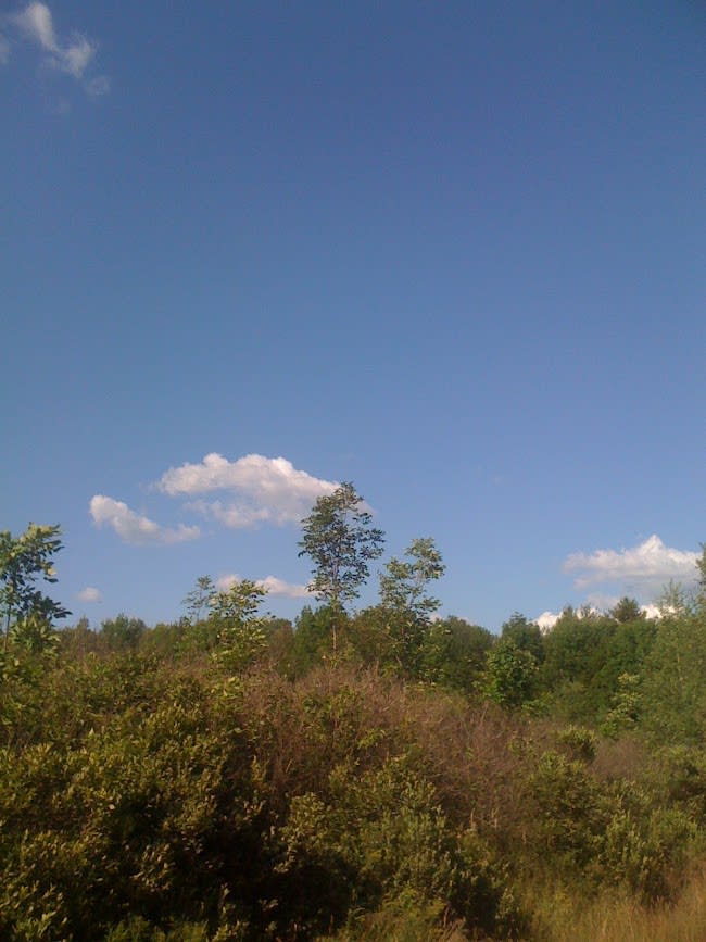 Equinunk woods