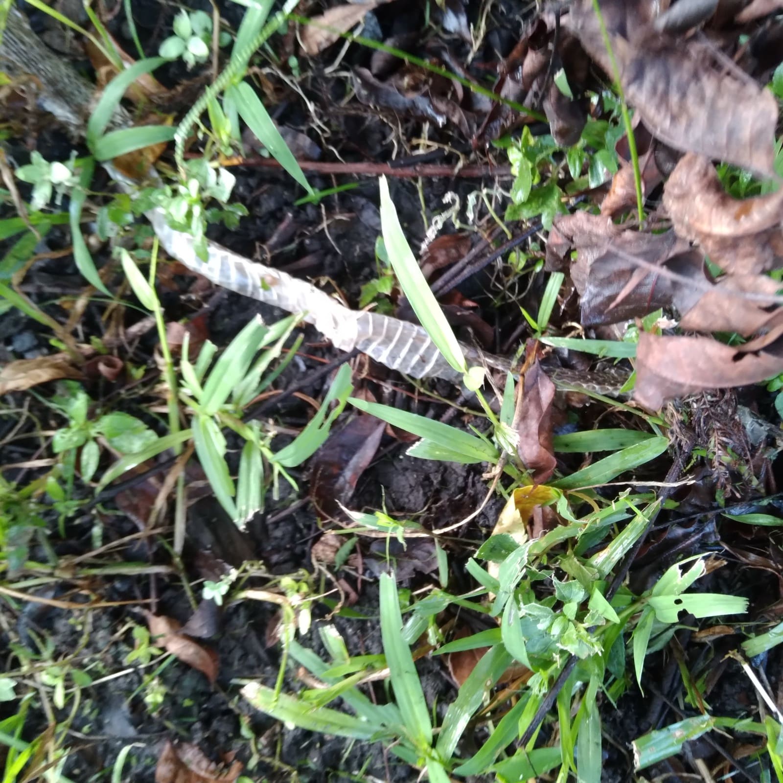 I found a shed snake skin in my fire pit.
