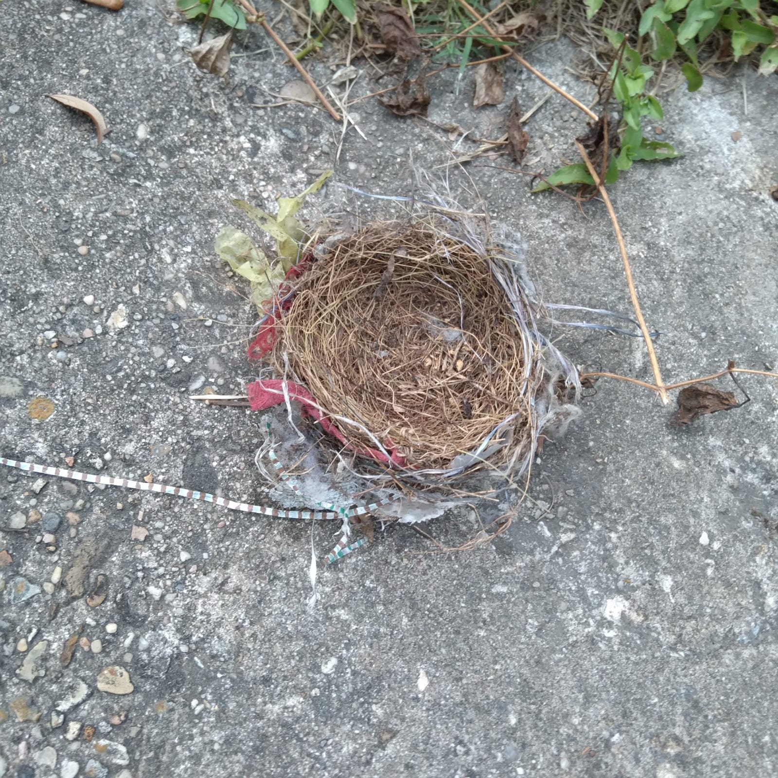 Snazzy bird's nest. Snazzy bird's nest.