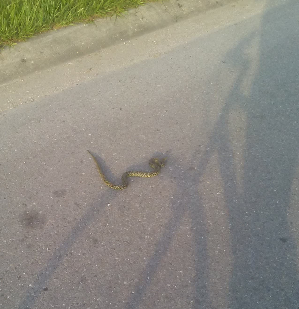 speckled king snake in the road speckled king snake in the road