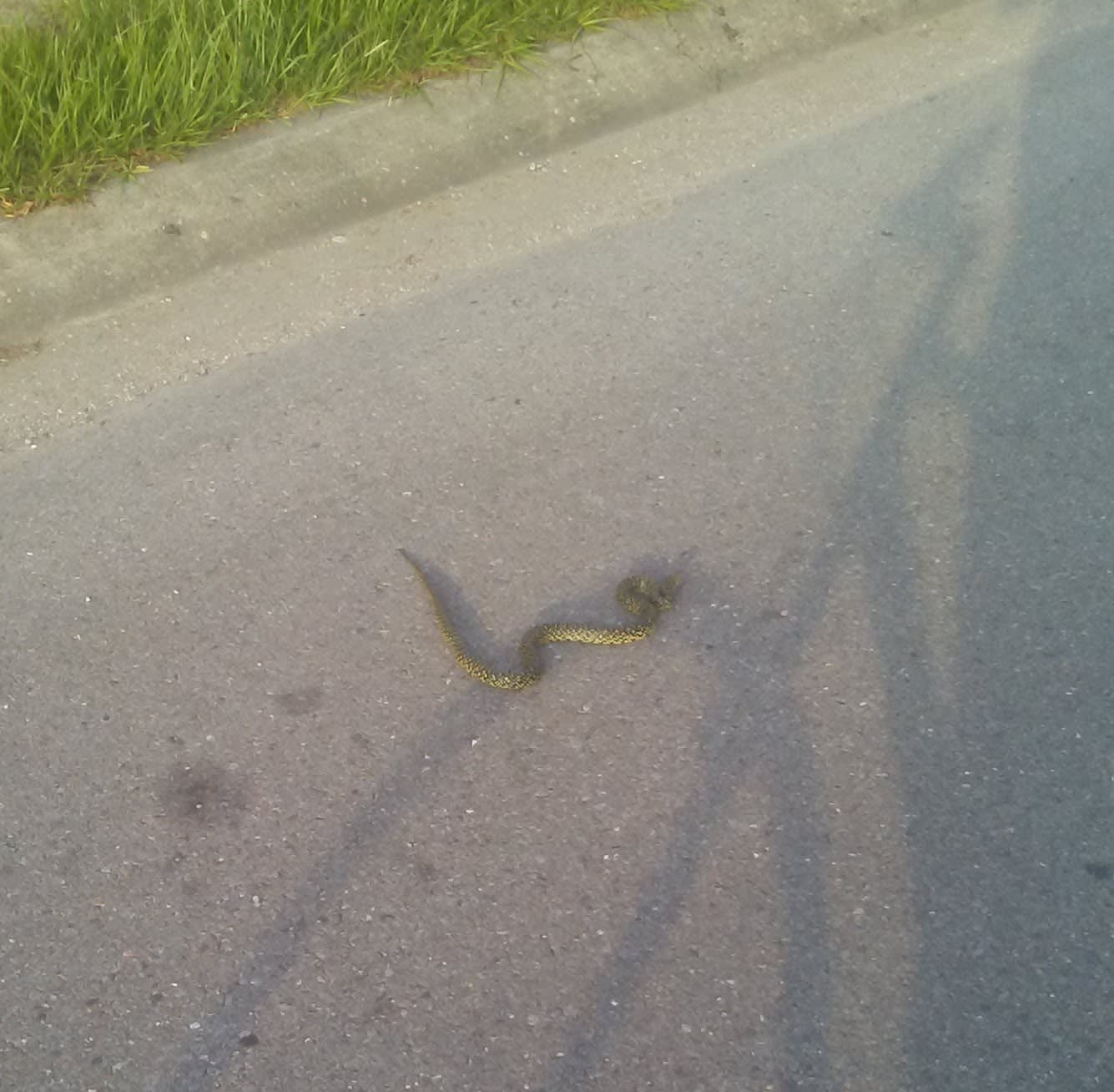 speckled king snake in the road speckled king snake in the road