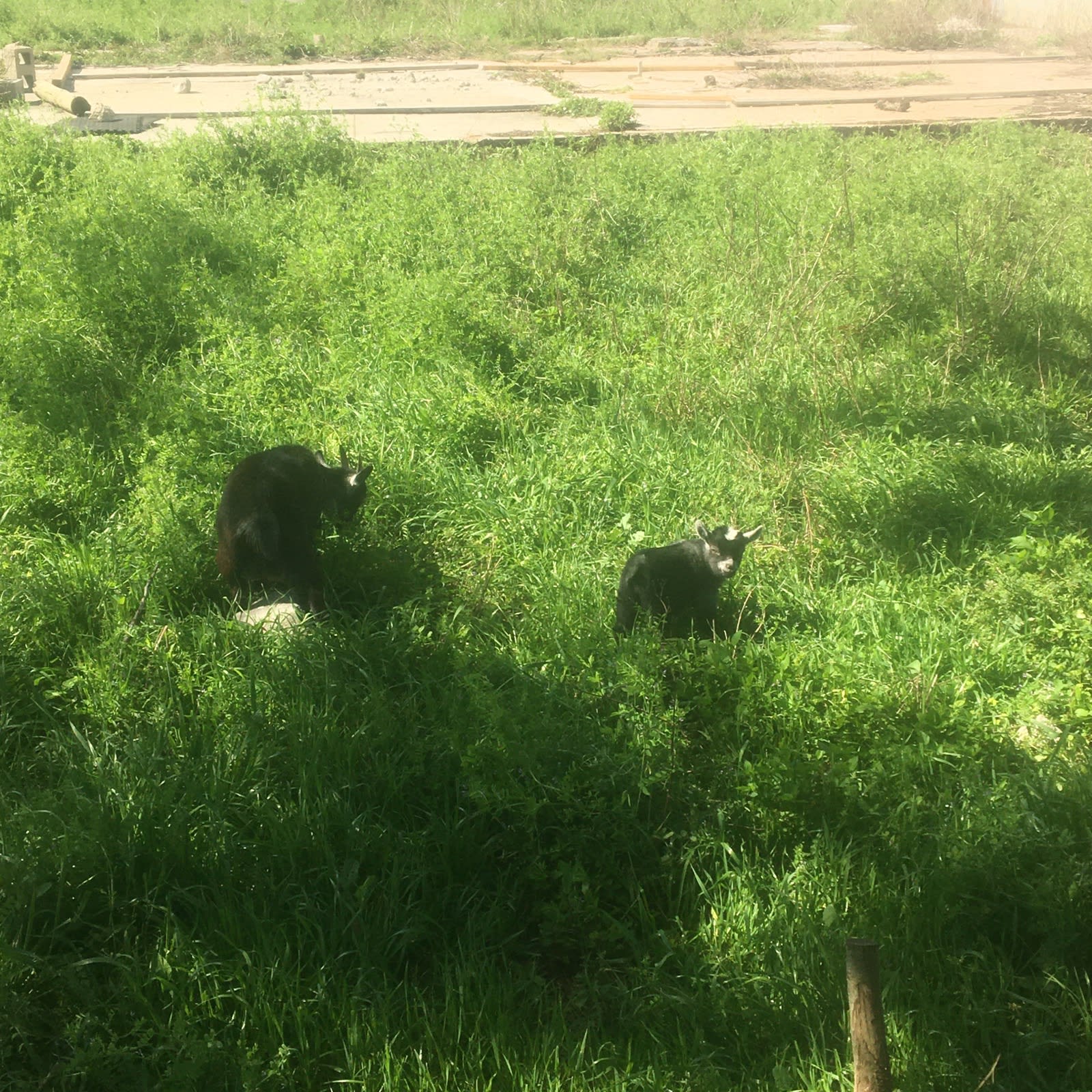 My neighbor Stoo has some goats.