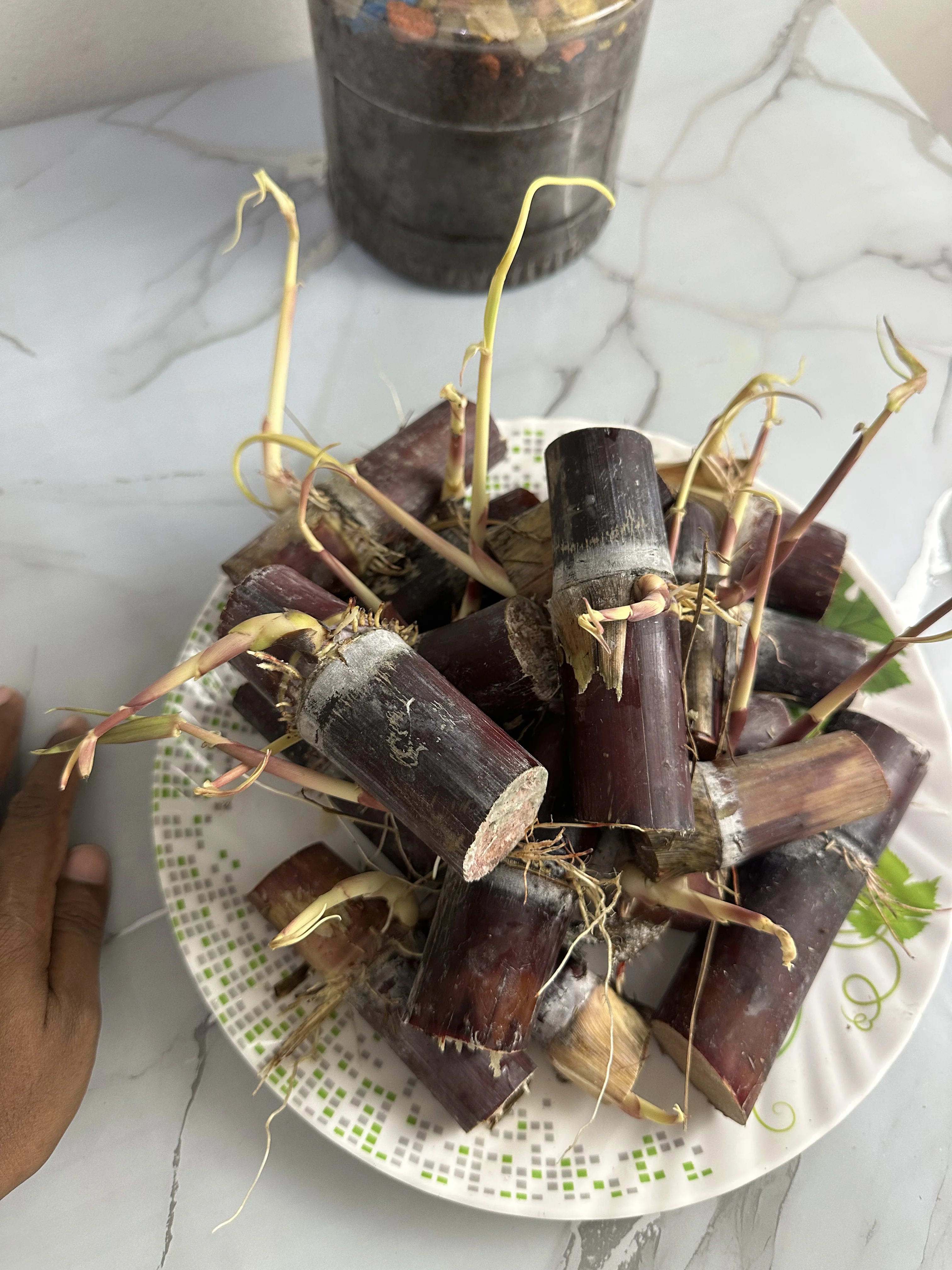 ফিলিপাইন জাতের কালো আখের চারা (Philippine Black Sugarcane Sapling)