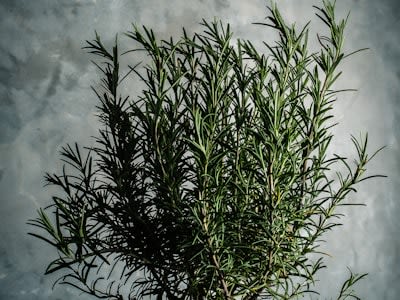 Fresh Rosemary