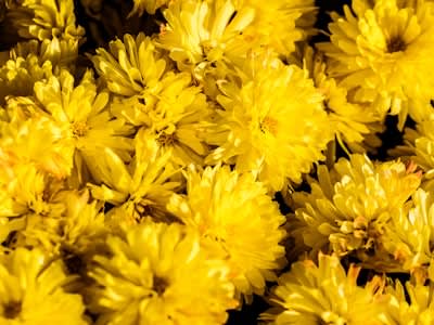 Dried Chrysanthemum Flower (Ju Hua)