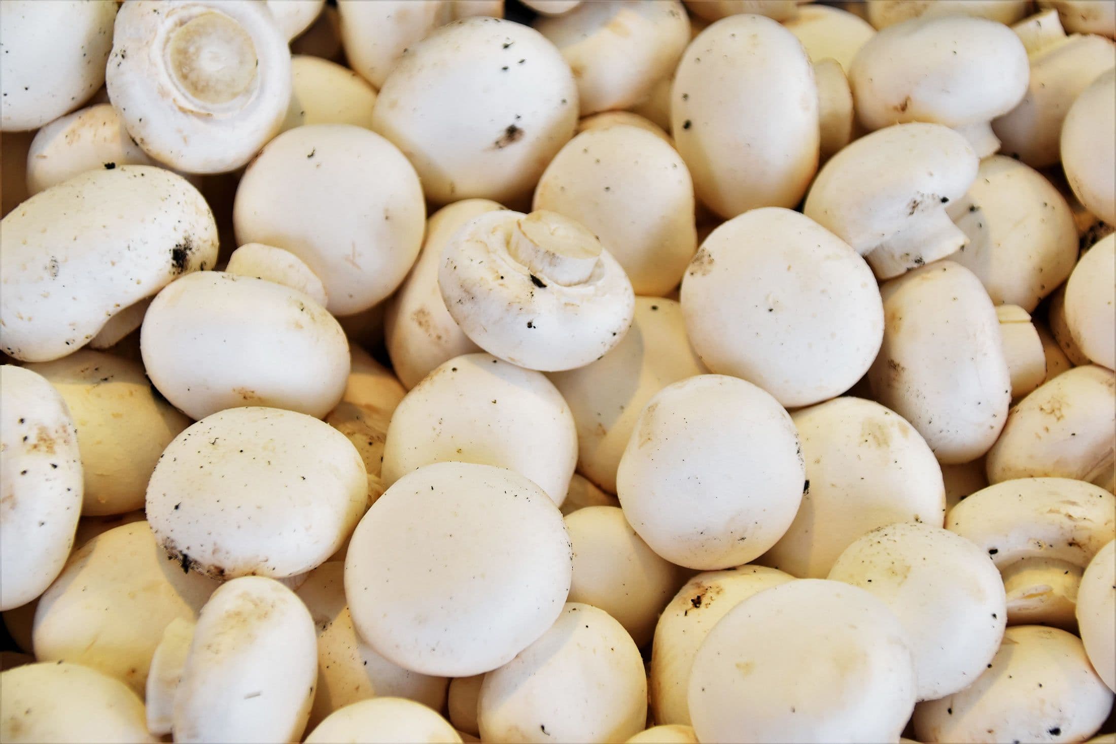 Mushrooms