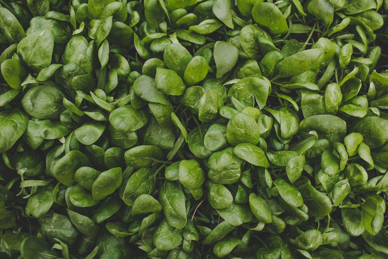 Mixed Lettuce