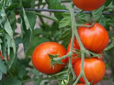 Truss Tomatoes