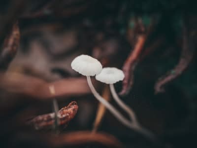 Fresh Mushrooms (Button)