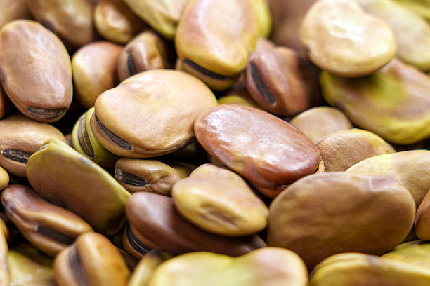 Faba Bean Protein Concentrate