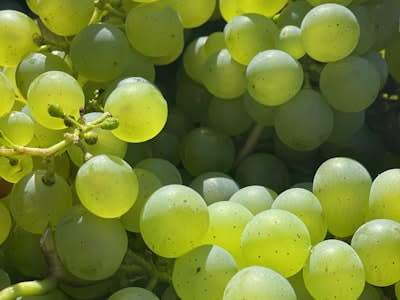 Seedless Grapes