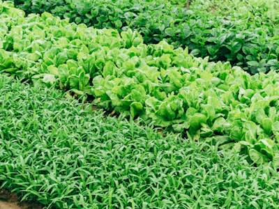 Fresh Thai Basil