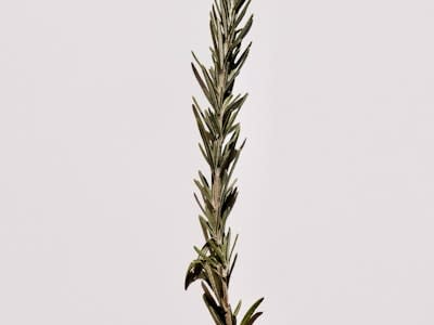 Rosemary Extract Antioxidant