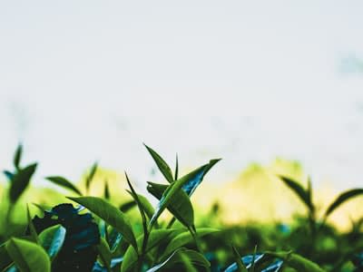 Green Tea Extract Antioxidant