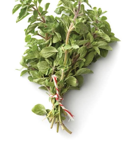 Marjoram