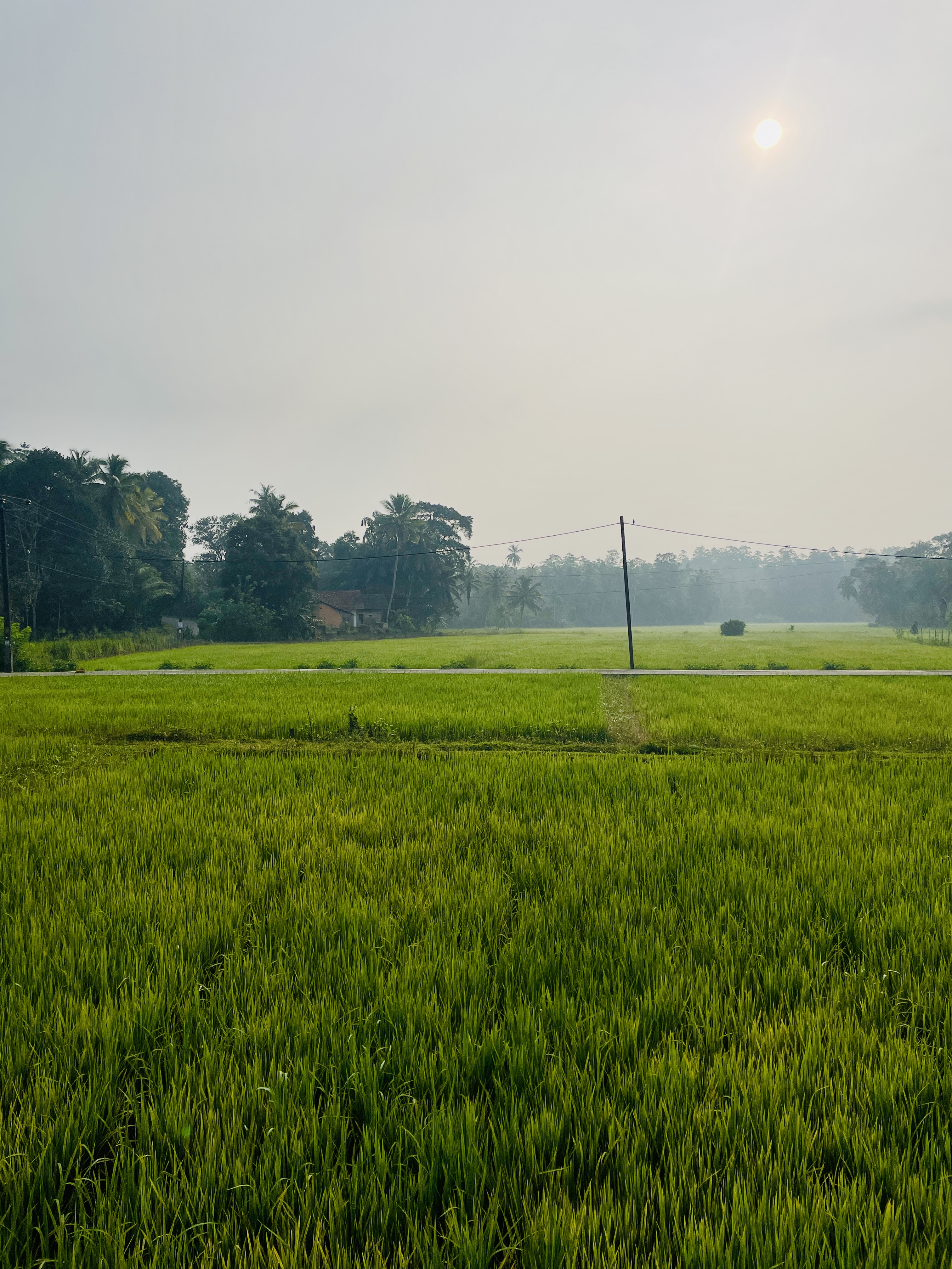 Sunrise Paddy Field Views