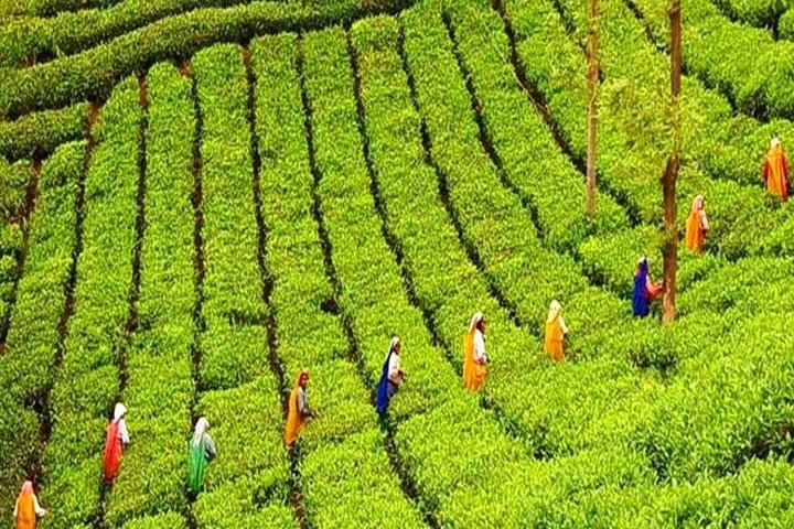 Handunugoda Tea Estate