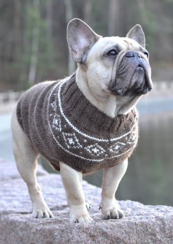 Digital oppskrift: Snowygenser til hund